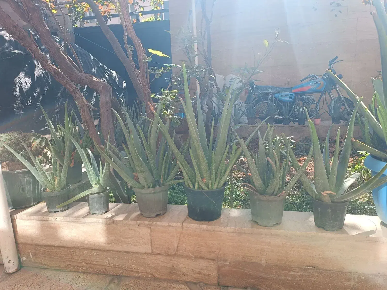 آلور اخوب و پر از ژله|گل و گیاه طبیعی|ورامین, ورامین|دیوار