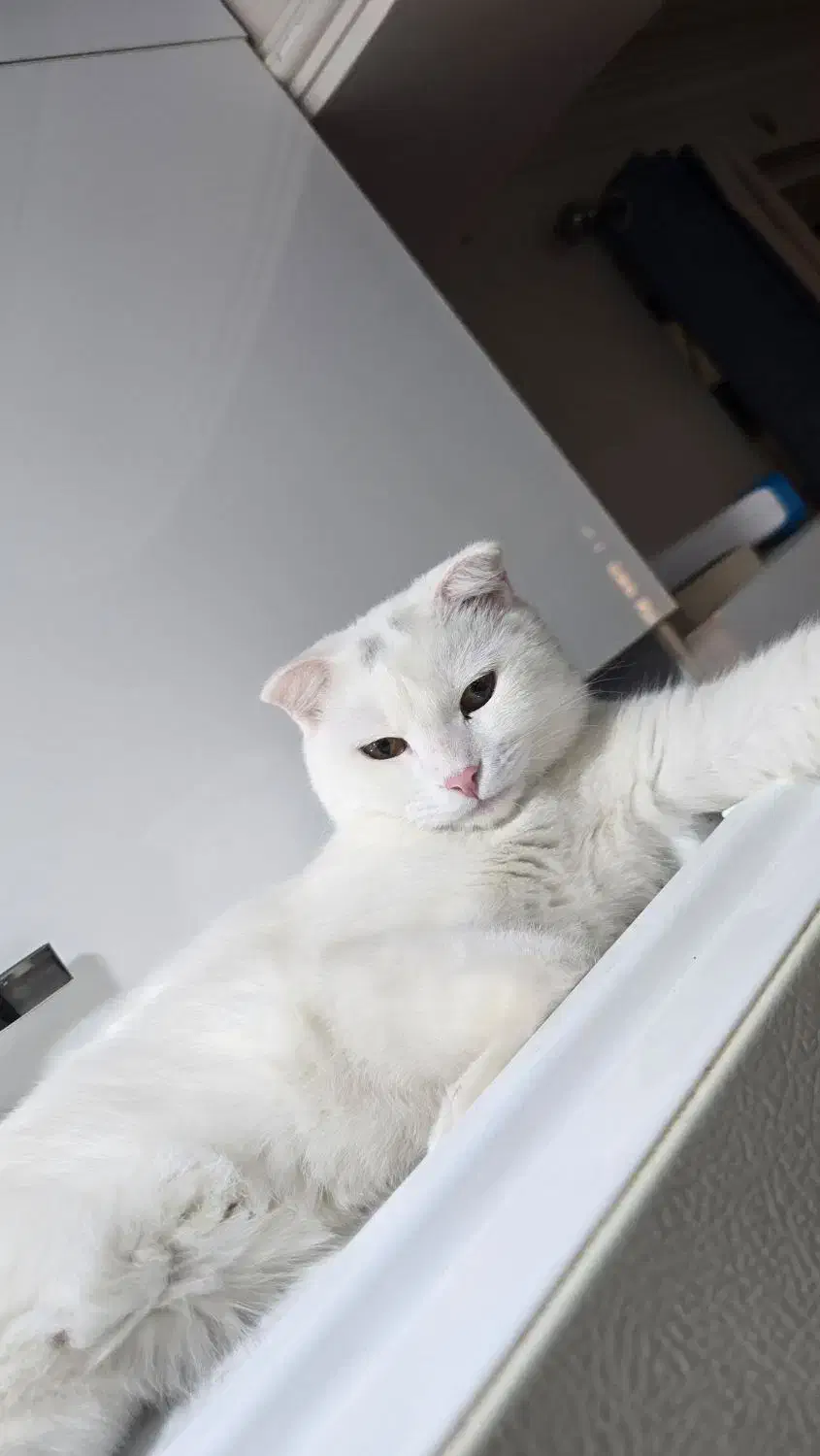 گربه اسکاتیش|گربه|بندرعباس, |دیوار