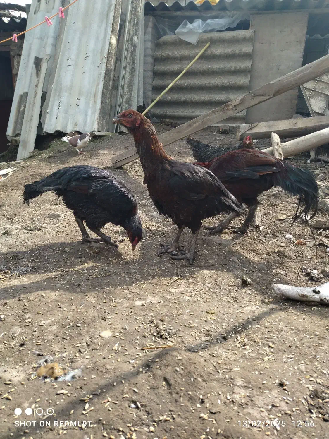 فروش مرغ و خروس لاری اصیل نژاد قصاب|حیوانات مزرعه|تاتار علیا, |دیوار