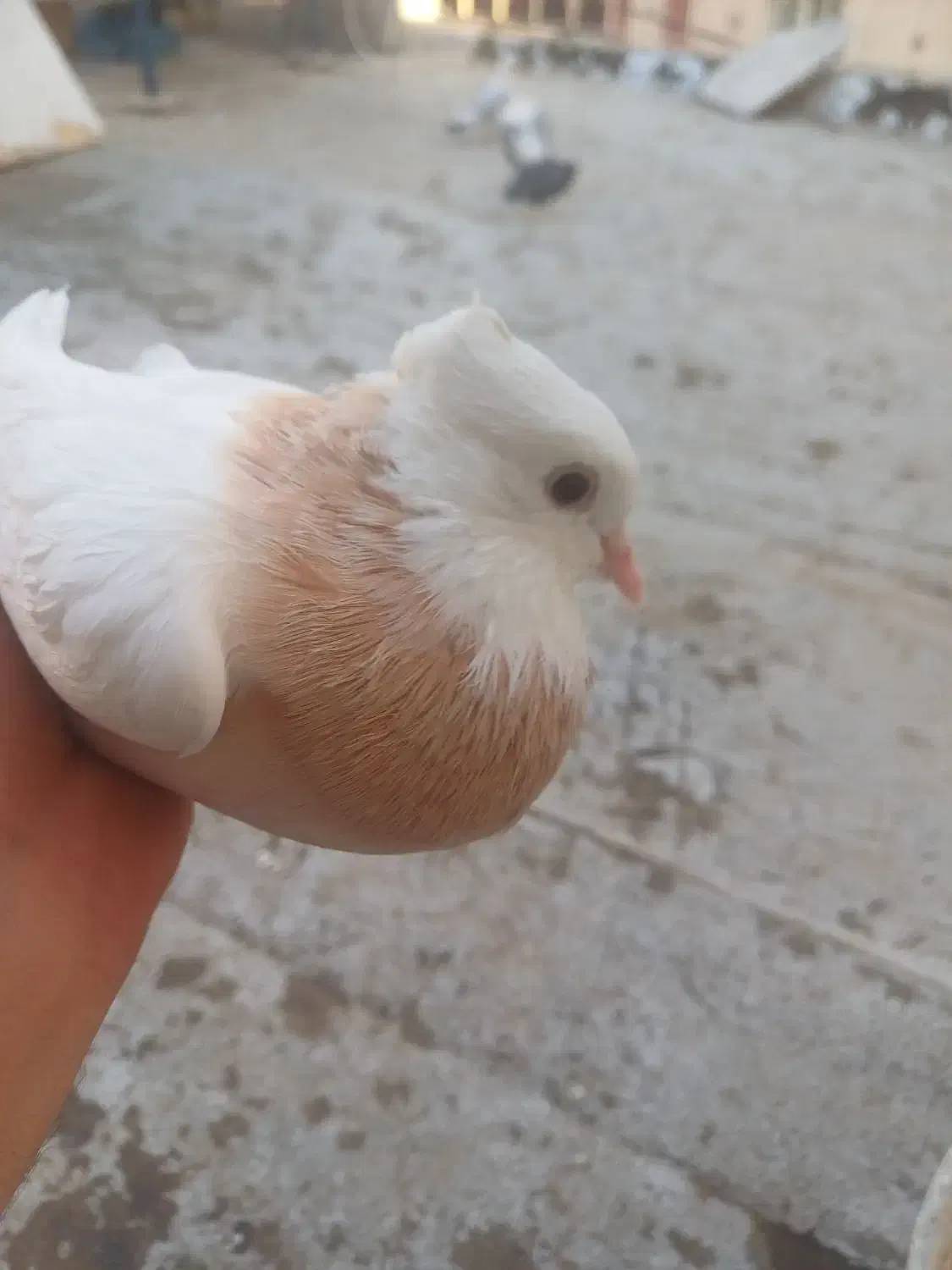 طوقی زرد کارتونی کفتر کبوتر|پرنده|تهران, خواجه نظام الملک|دیوار