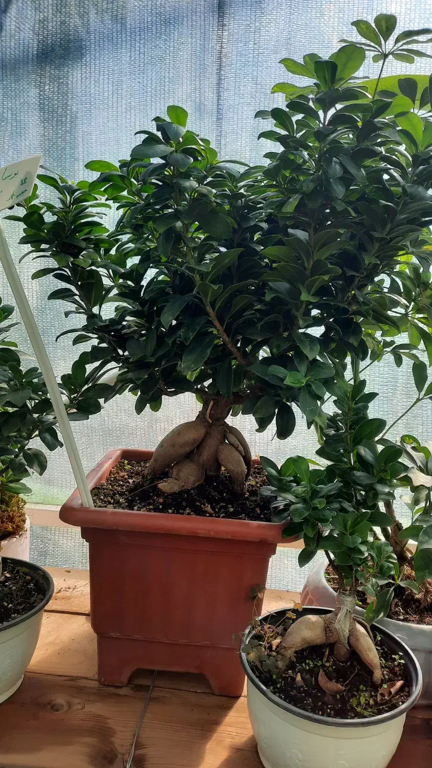 بی سای ، بن سای|گل و گیاه طبیعی|مشکین‌دشت, |دیوار