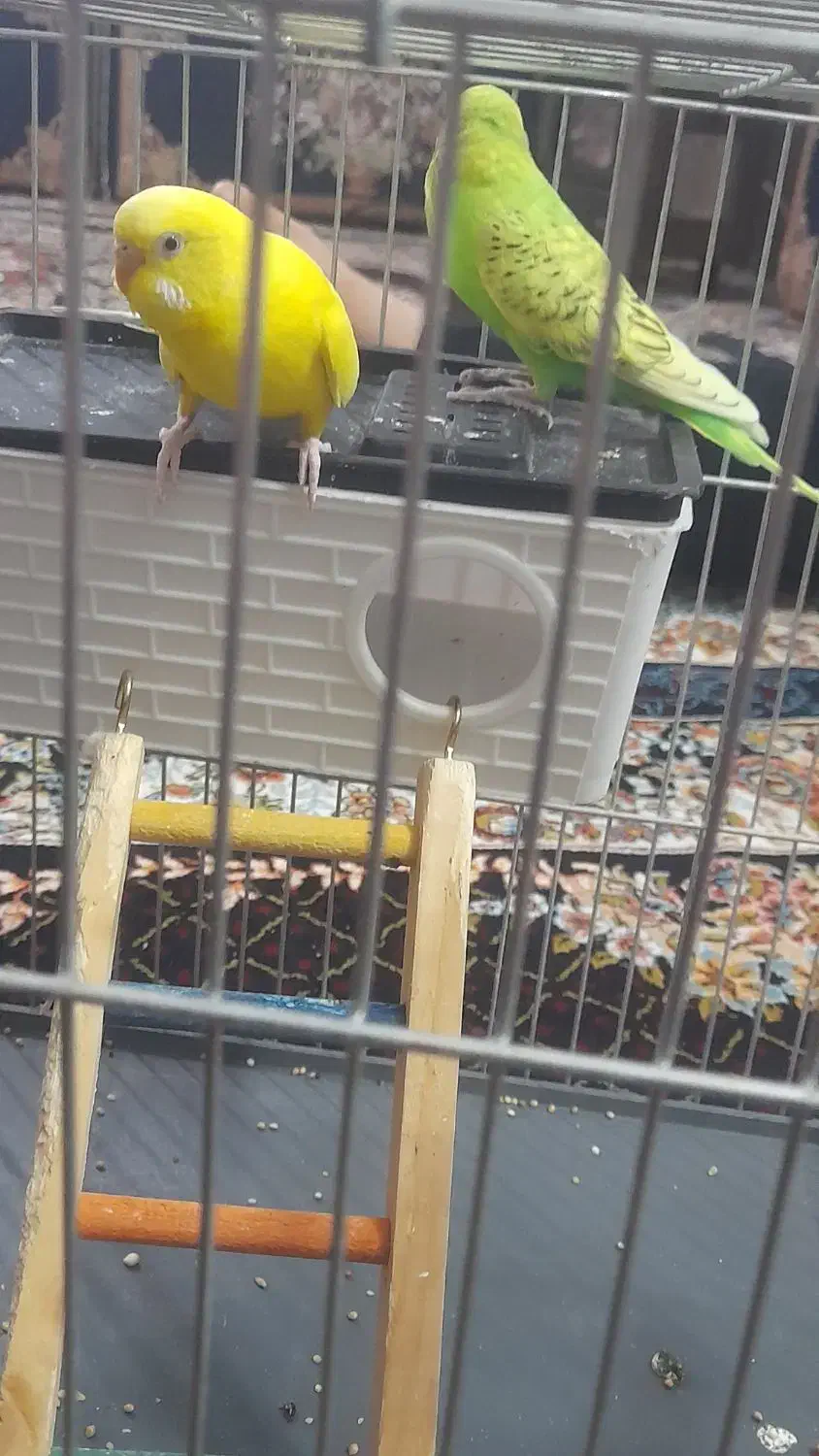 مرغ عشق زیبا|پرنده|صحنه, |دیوار