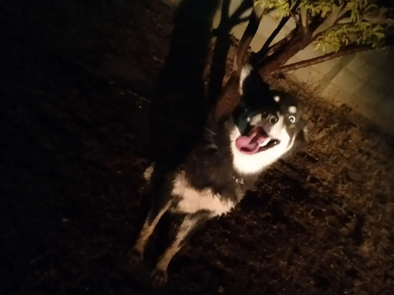 واگذاری سگ هاسکی|سگ|حسن آباد, |دیوار