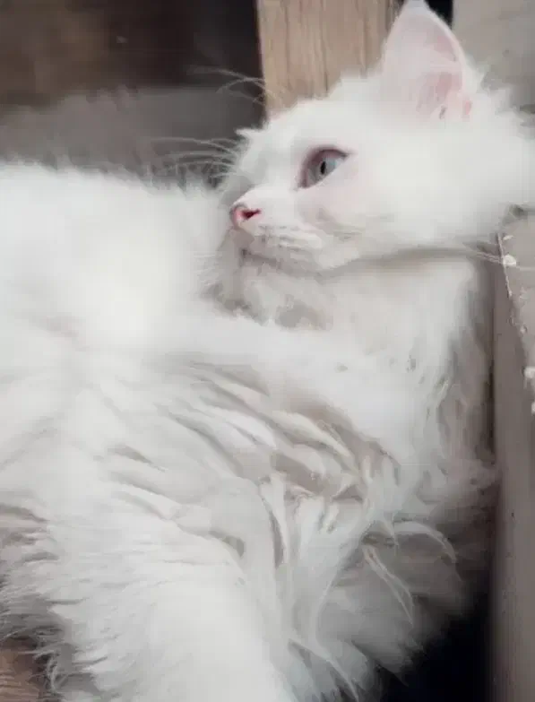 پرشین تربیت شده|گربه|گرگان, |دیوار