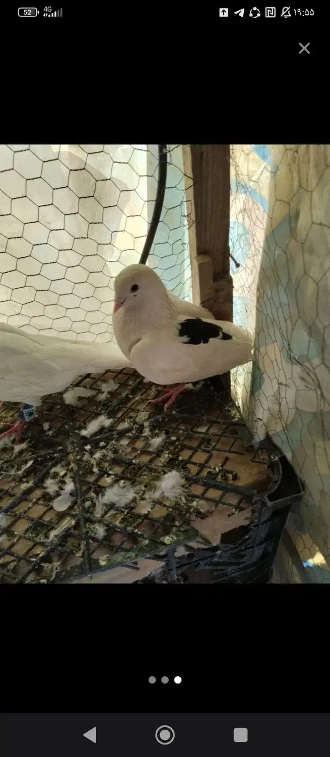 مایه به معاوضه|پرنده|سیسخت, |دیوار