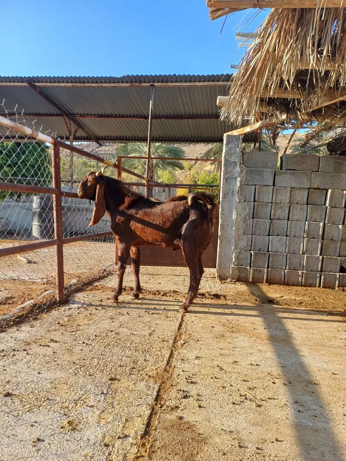 کهره چپش بذری پاکستانی|حیوانات مزرعه|خفر, |دیوار