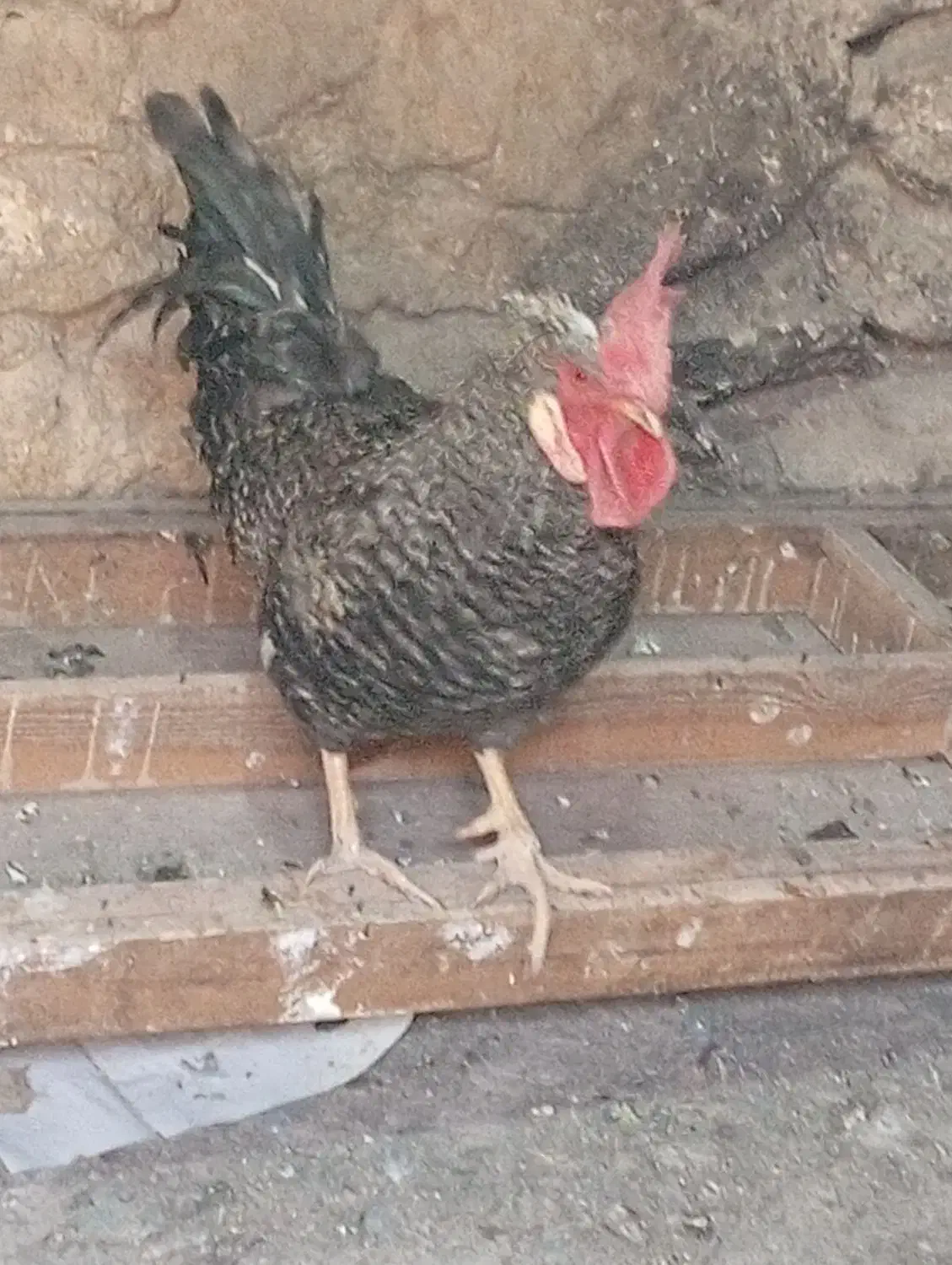 خروس|حیوانات مزرعه|مسجد سلیمان, |دیوار