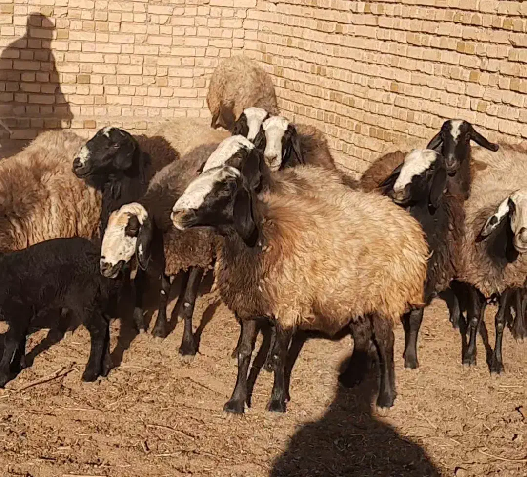 گوسفنداصل شال اصلاح شدهمیش شال عکس فیلم گویاهمچیزه|حیوانات مزرعه|شال, |دیوار