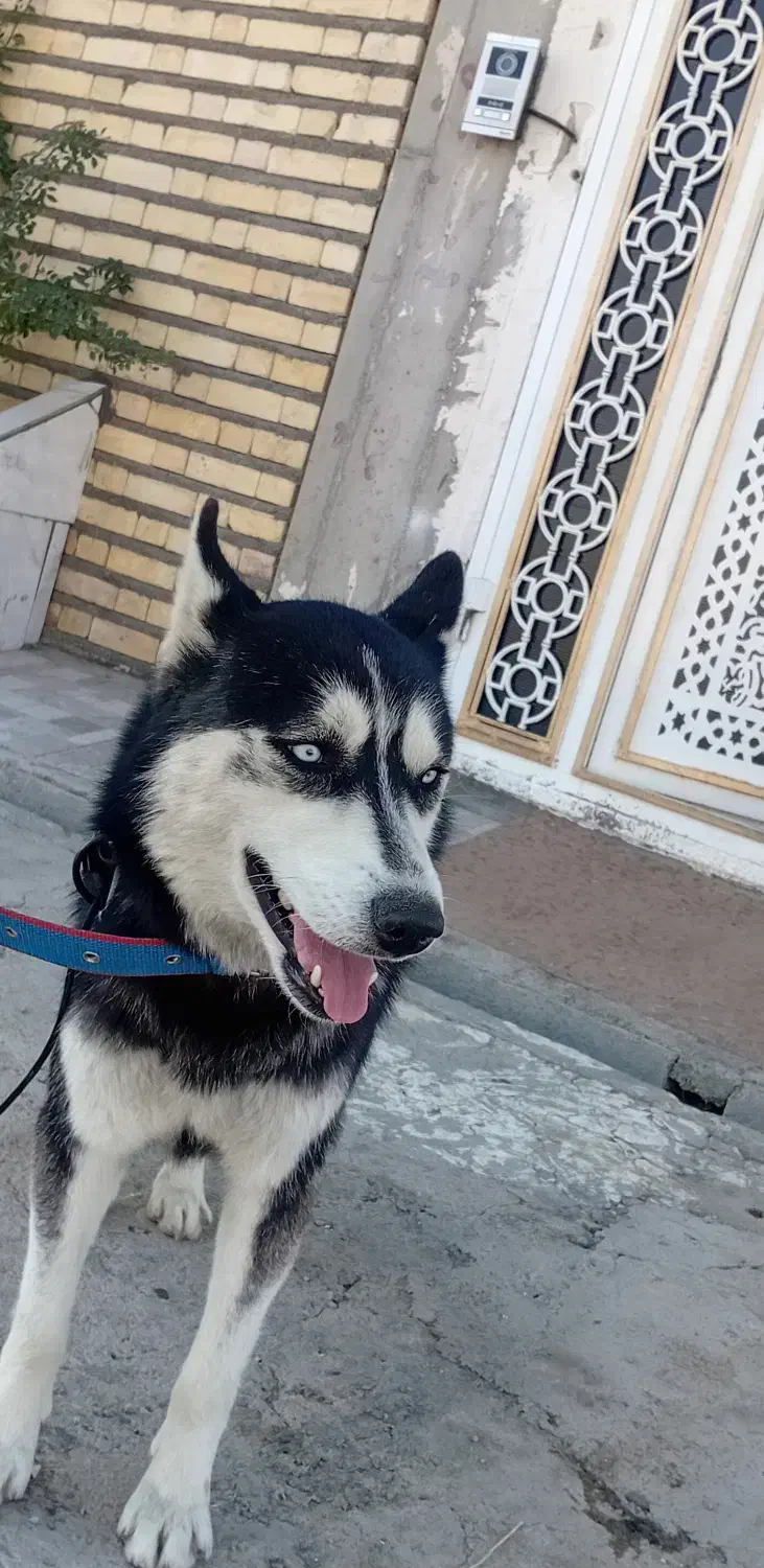 گم شده|حیوانات|تکاب, |دیوار