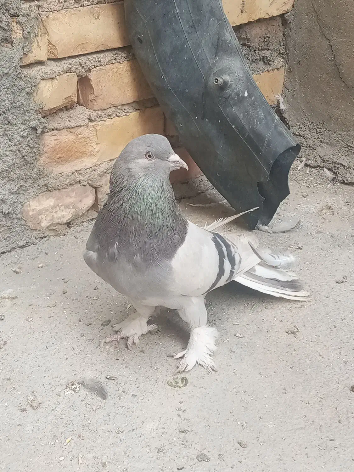 فروش کبوتر نقره ای و شازده بدرد بخور|پرنده|فرخ‌شهر, |دیوار