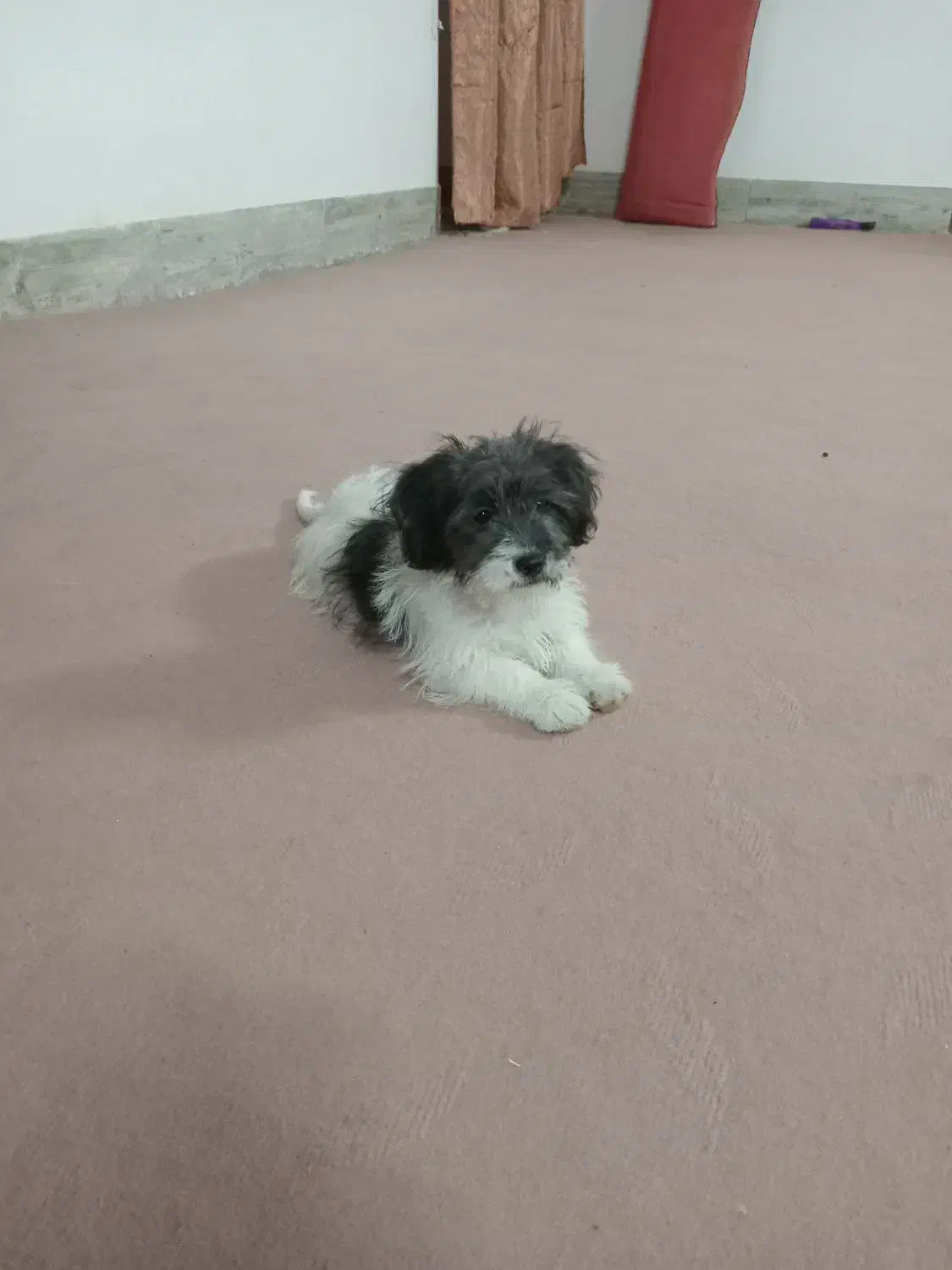 سگ پاکوتاه|سگ|تربت جام, خیرآباد|دیوار