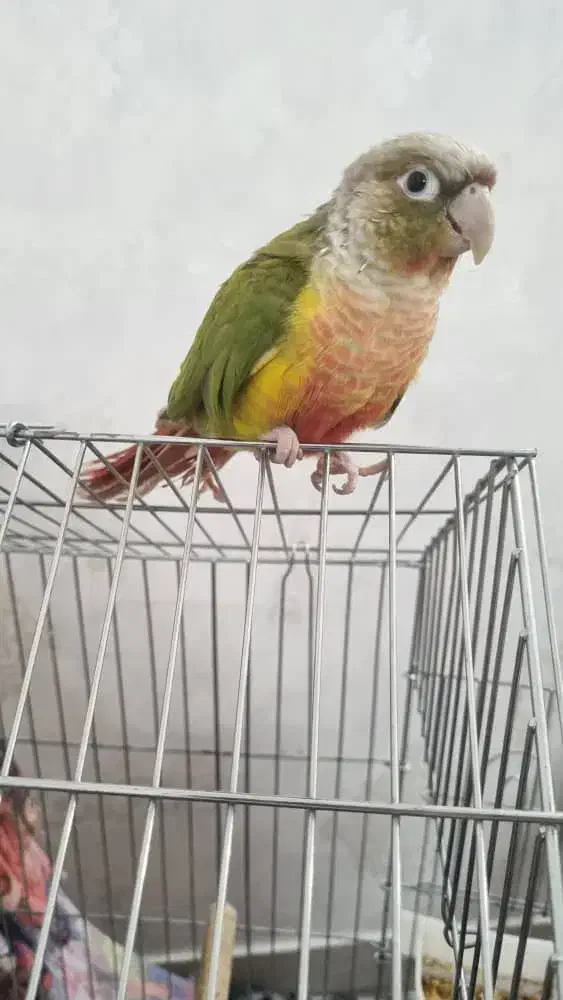 طوطی گرینچیک آناناسی رد|پرنده|بیرجند, |دیوار