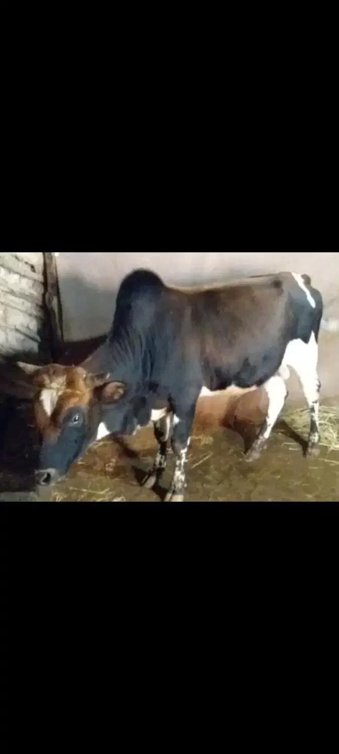 ورزا آرام خوش خوراک خوش جنس|حیوانات مزرعه|سنگر, |دیوار