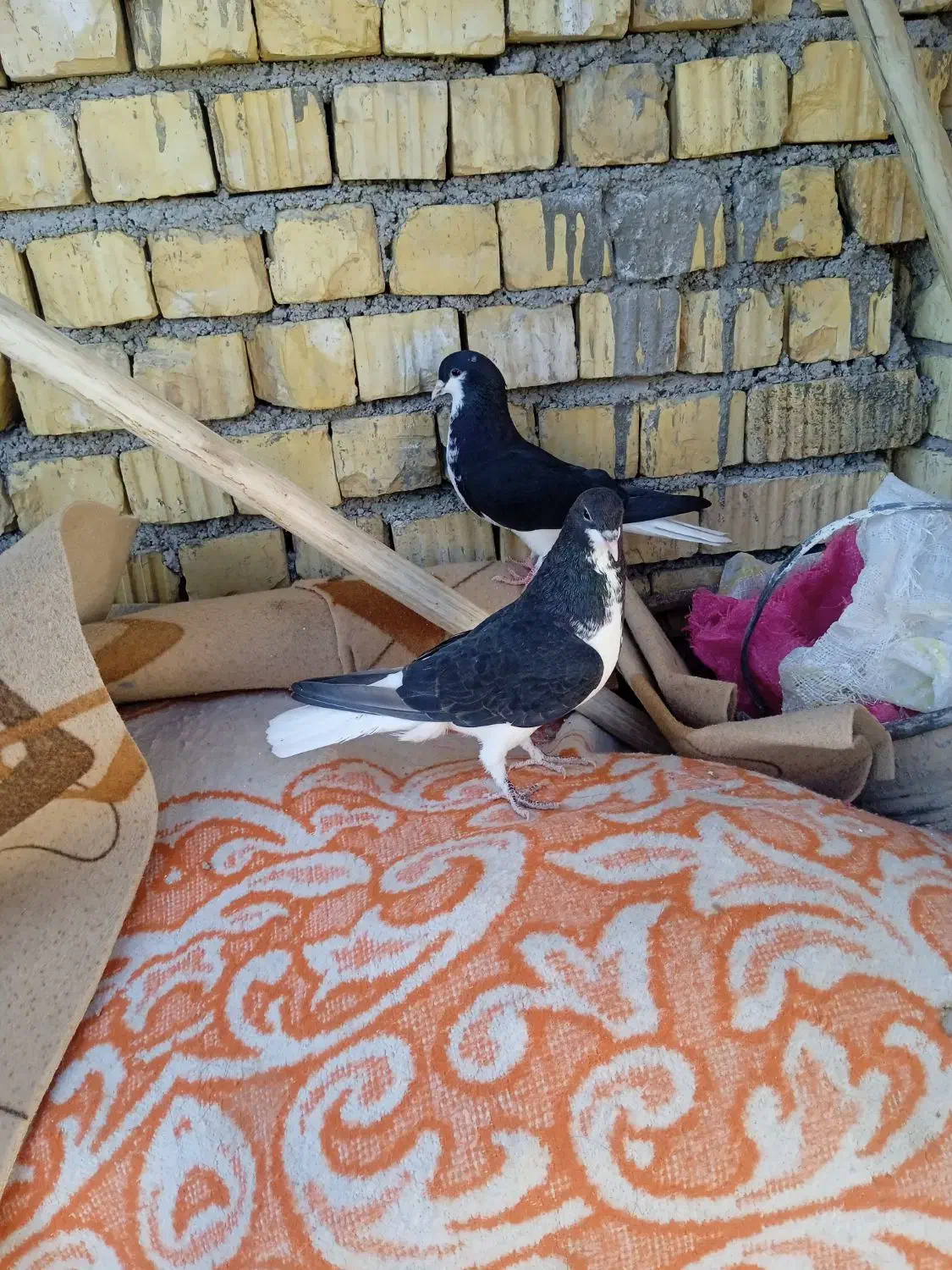 کبوتر|پرنده|فسا, |دیوار