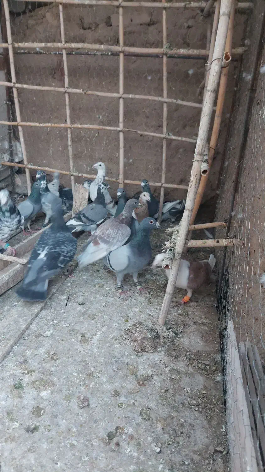 کفتر زمند|پرنده|هلالی, |دیوار