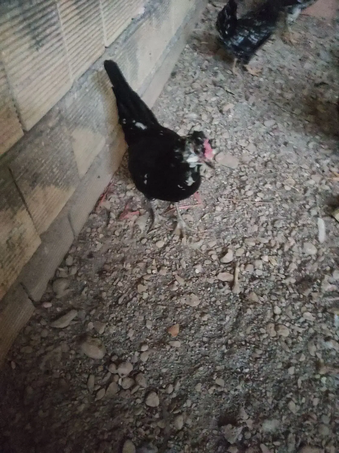 تخم مرغ نطفه دار گلین|حیوانات مزرعه|نجف‌آباد, امیرآباد|دیوار