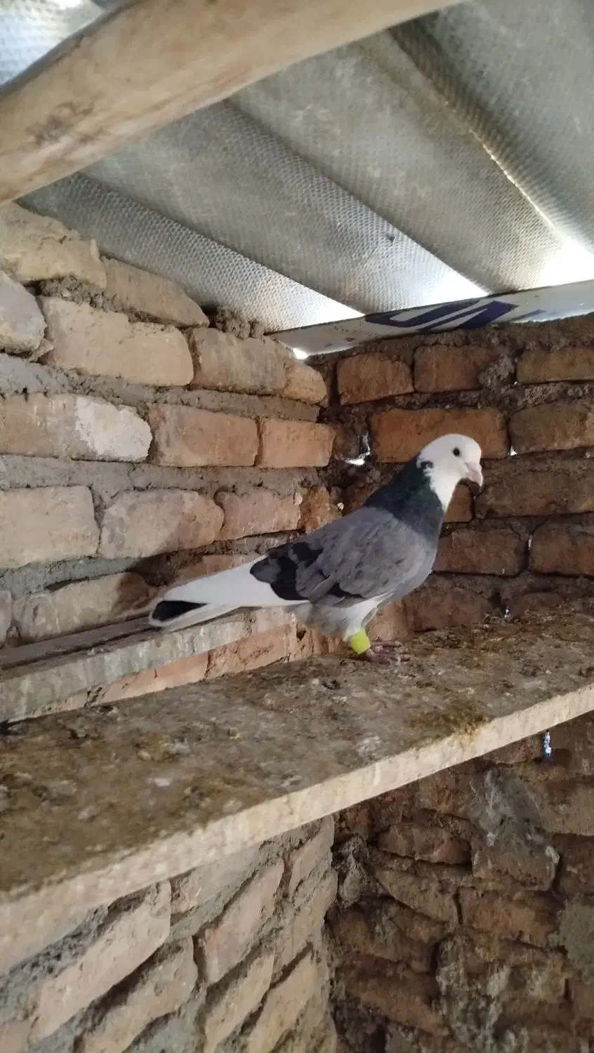 کبوتر رنگی|پرنده|آشخانه, |دیوار