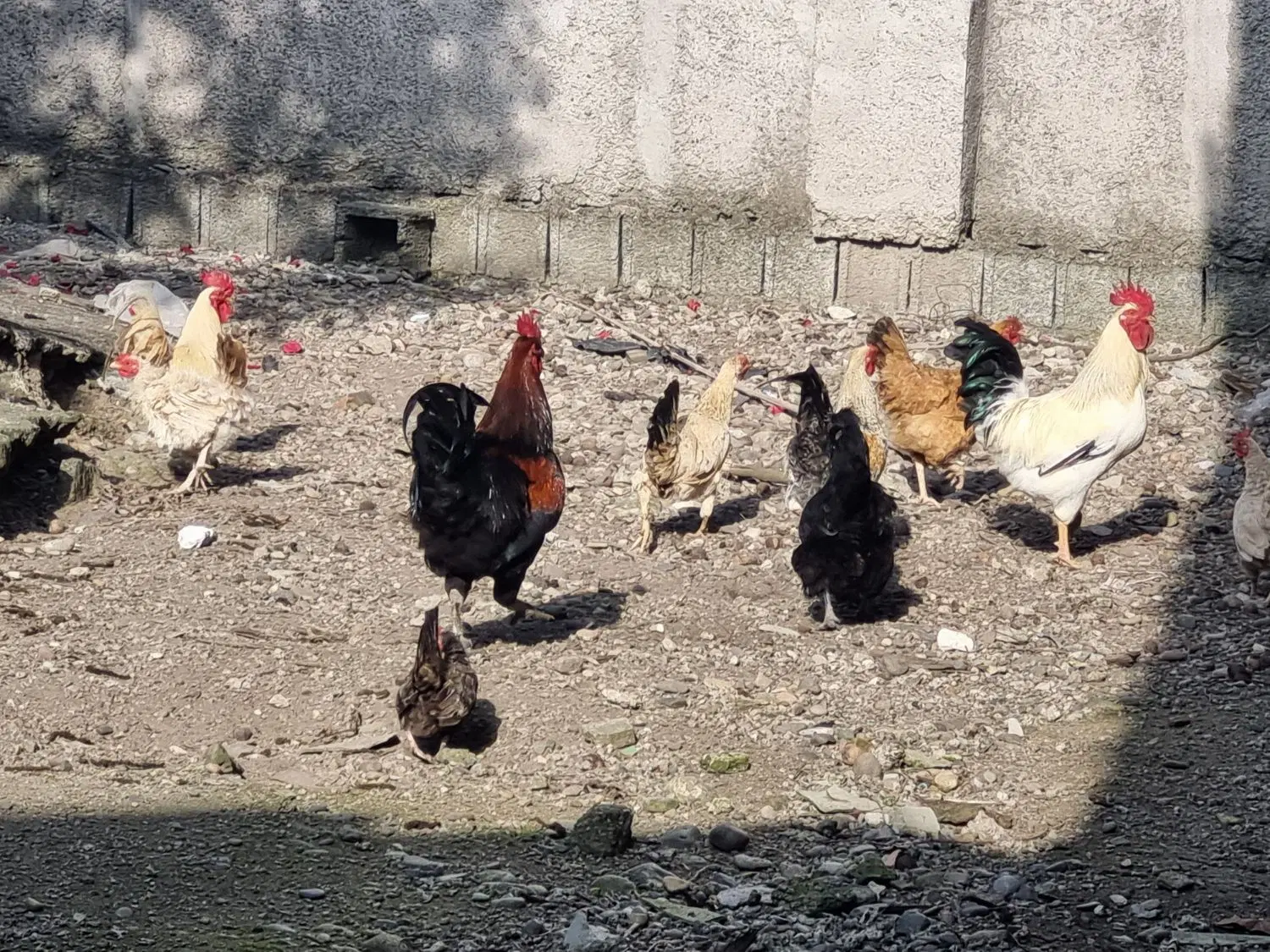مرغ|حیوانات مزرعه|رشت, فلسطین|دیوار