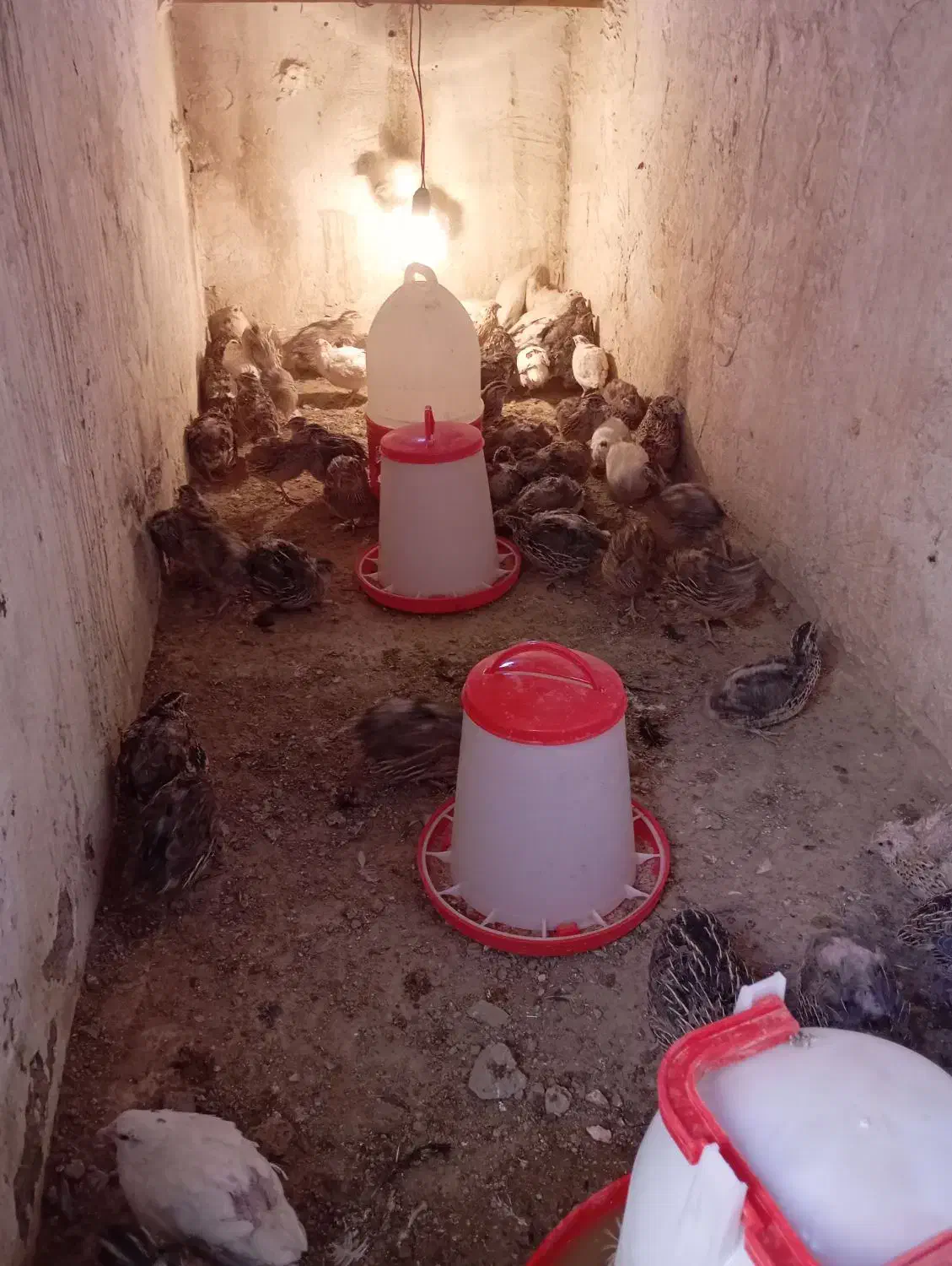 بلدرچین نژاد ژاپنی|حیوانات مزرعه|نیشابور, مدرس|دیوار