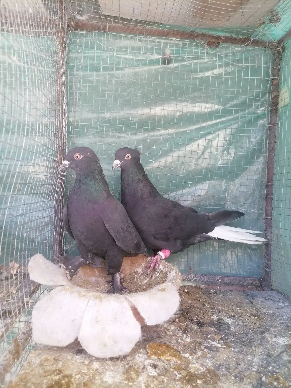 کبوتر دمی سیا و زاغ دم سفید|پرنده|بردسیر, |دیوار