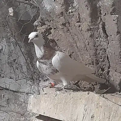 پرنده|پرنده|خلیل آباد, |دیوار