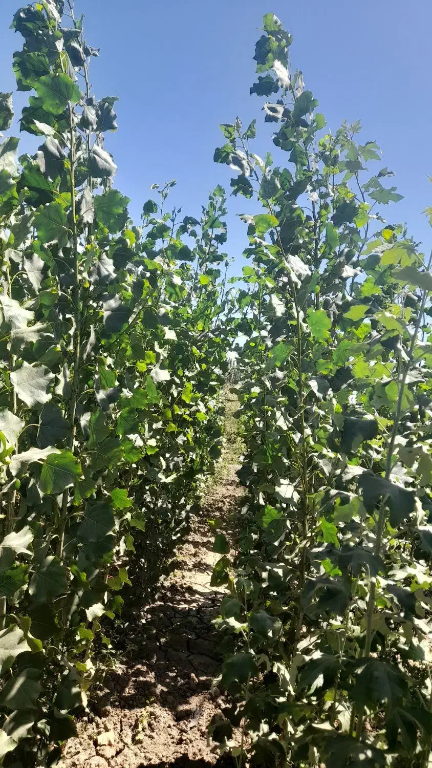 نهال|خدمات باغبانی و درختکاری|فیروزآباد (آذربایجان), |دیوار