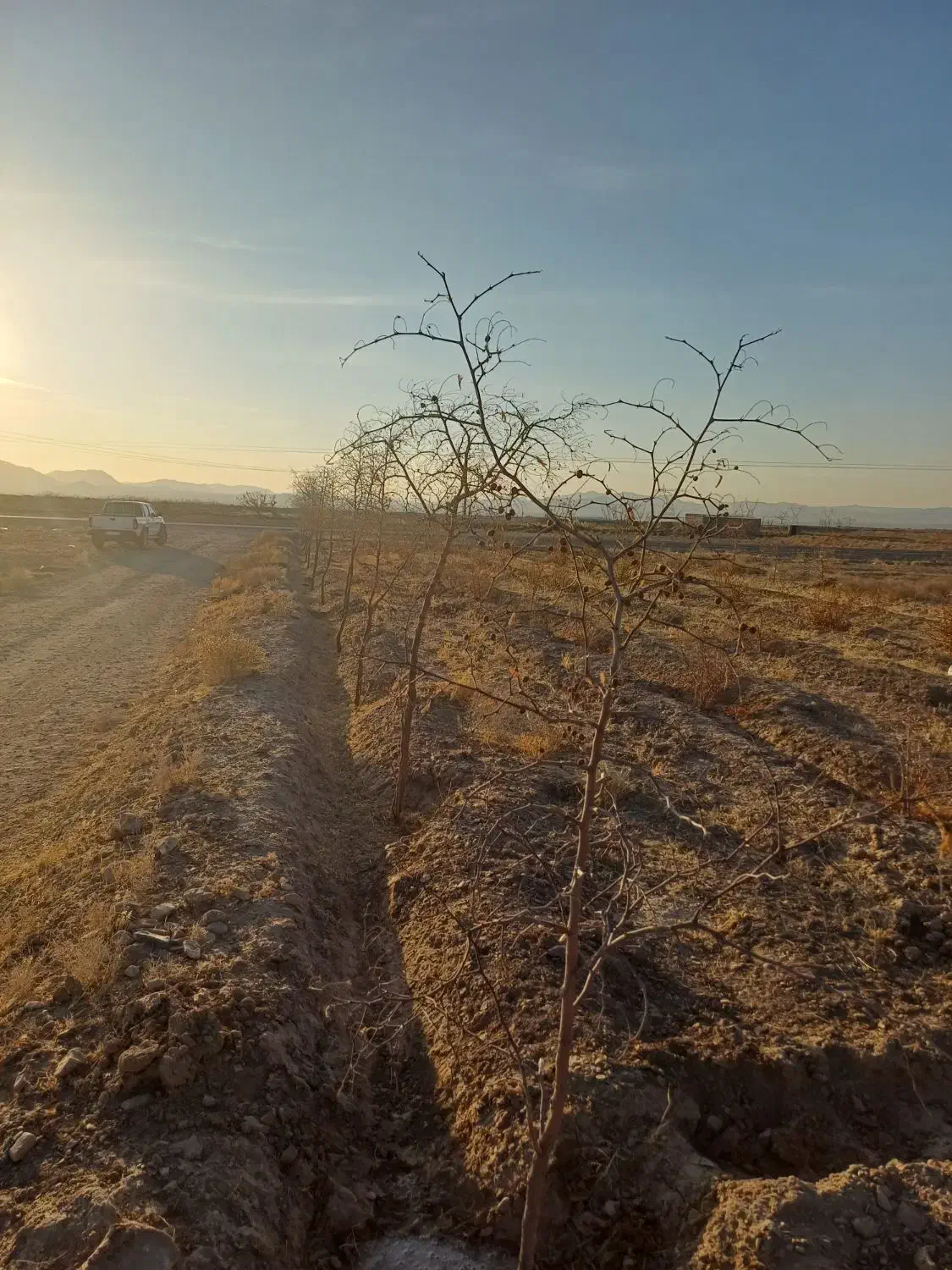 فروش درخت عناب|گل و گیاه طبیعی|قائن, |دیوار