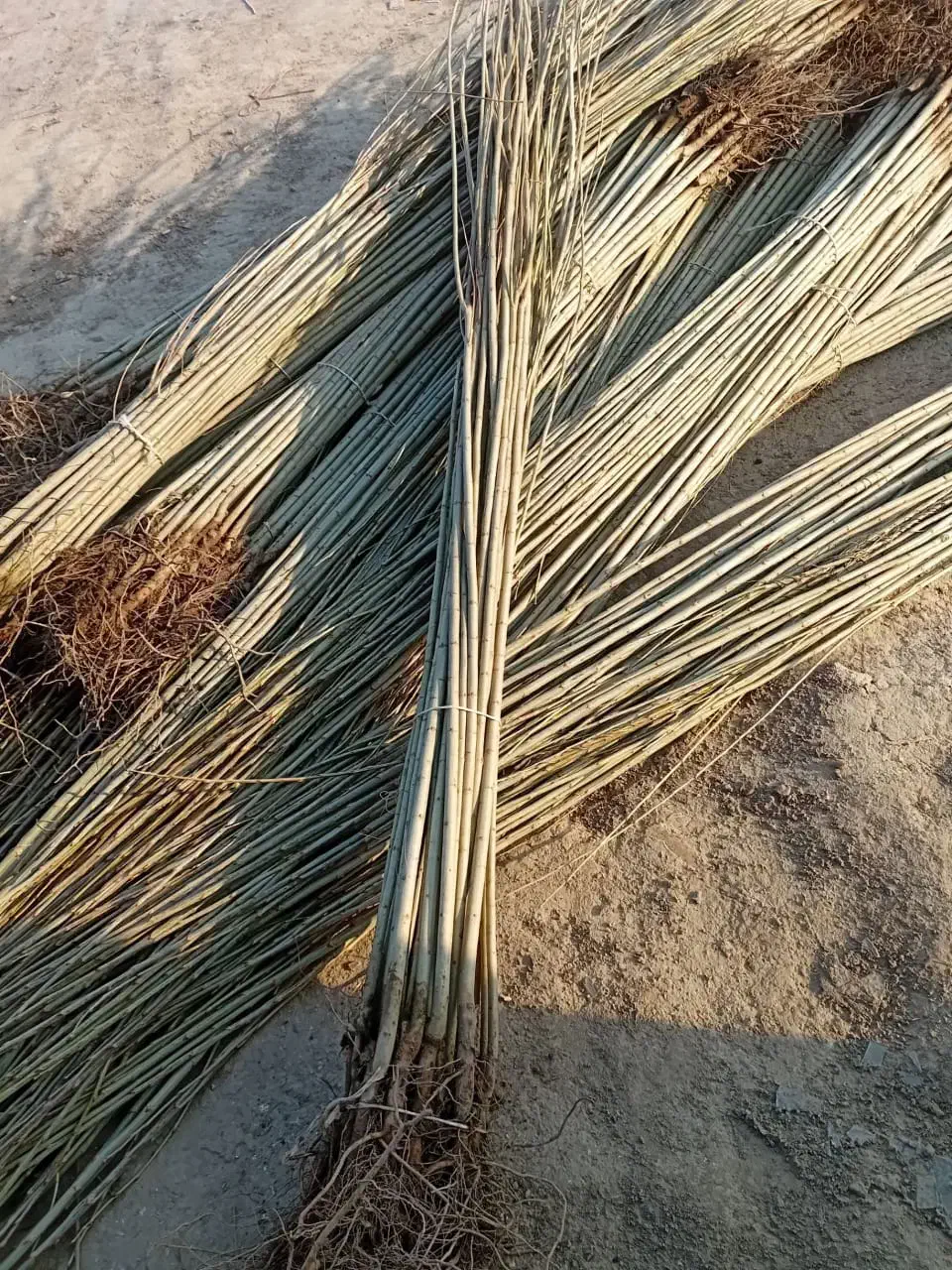 موجود نهال زود رس و دیررس|خدمات باغبانی و درختکاری|سنندج, |دیوار