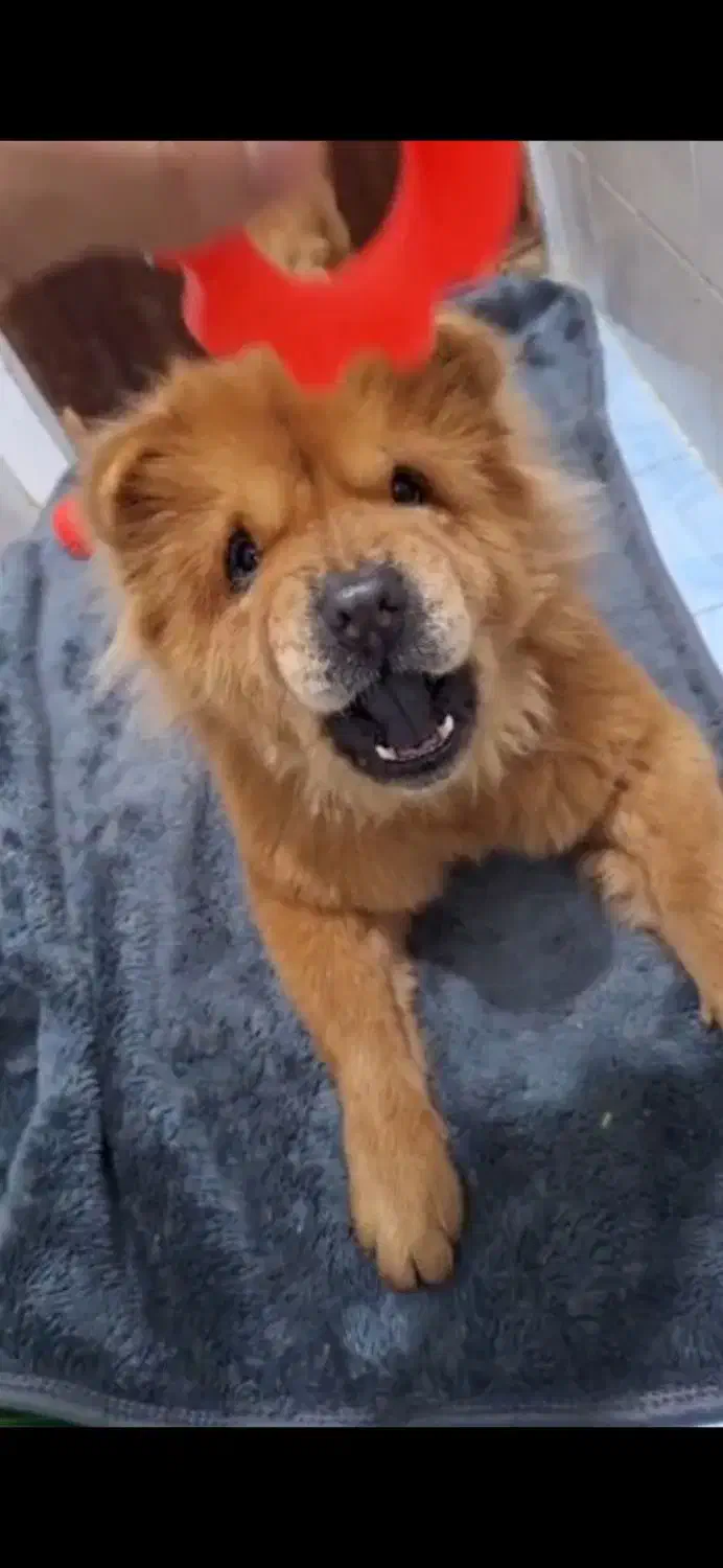 چاوچاو ماده 2 ساله|سگ|قائم‌شهر, |دیوار