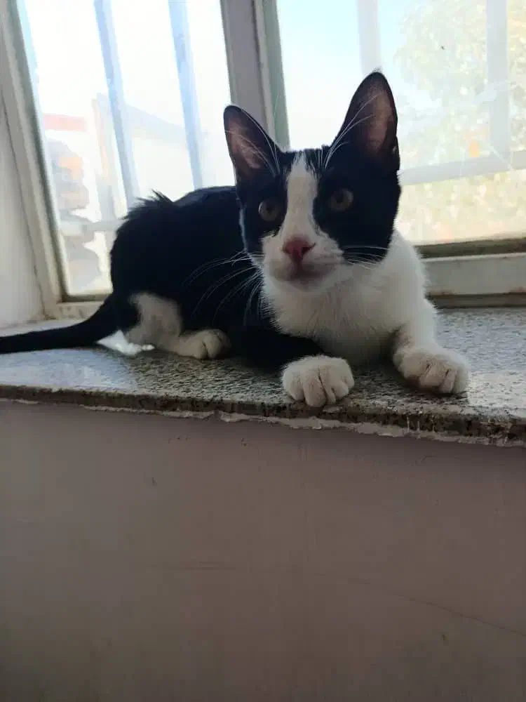 برای نگه داشتم واگذار میکنم|گربه|ارومیه, |دیوار