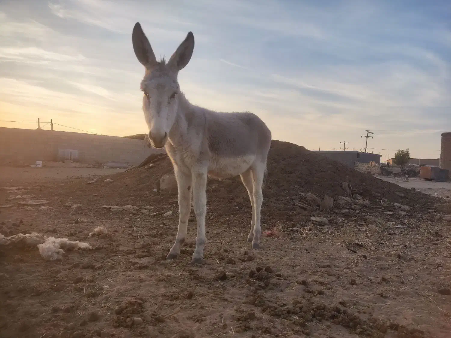با سلام فروش ۲راس کره خر نر آروم و اصیل|حیوانات مزرعه|مرودشت, رودبال|دیوار