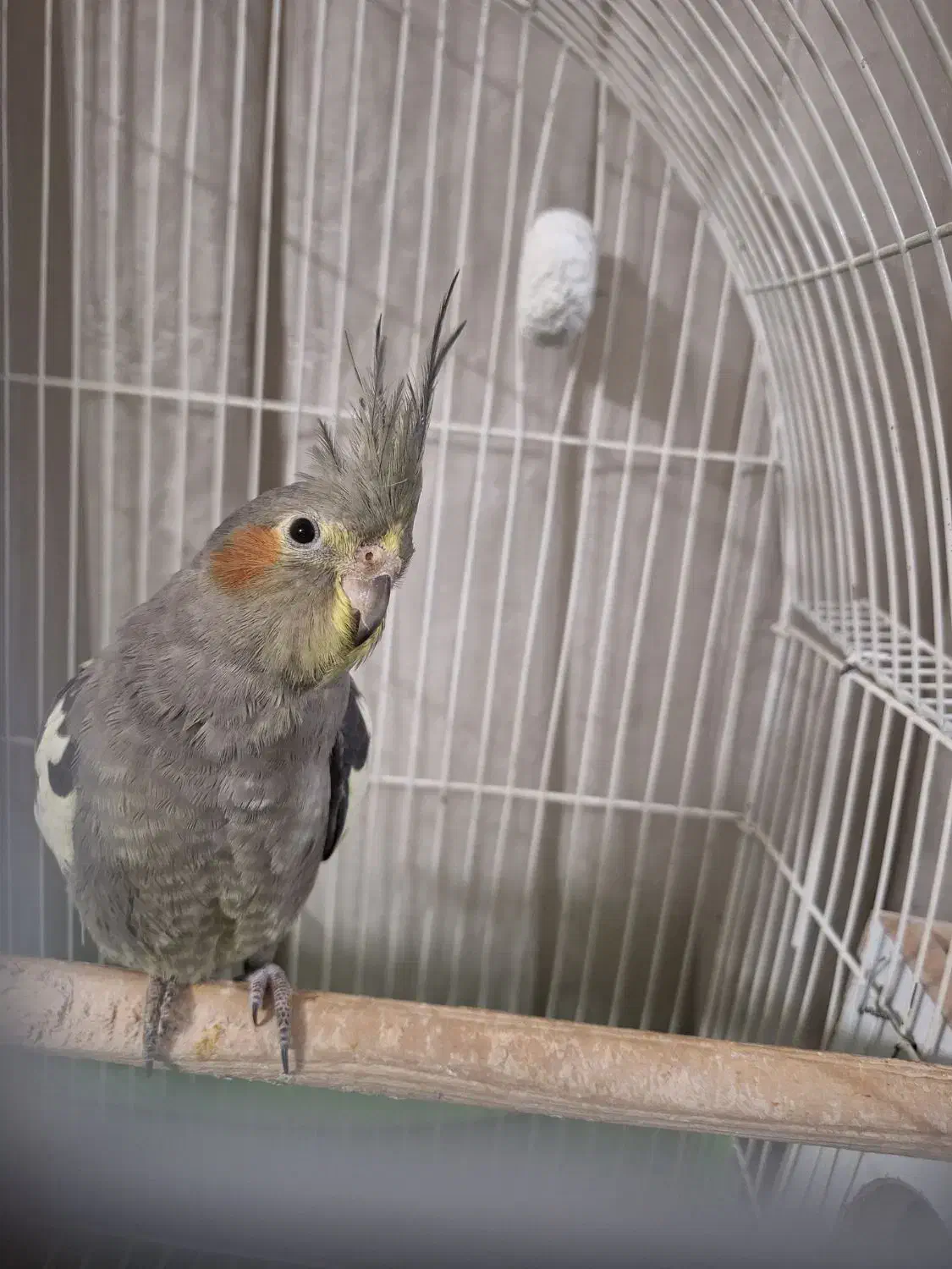 عروس هلندی نر|پرنده|الوند, |دیوار