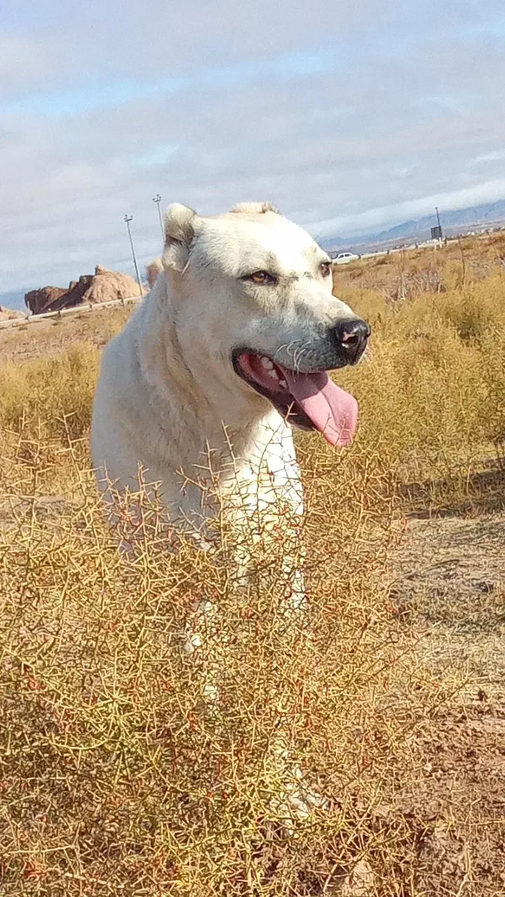 سگ گلگی|سگ|پائین جام, |دیوار