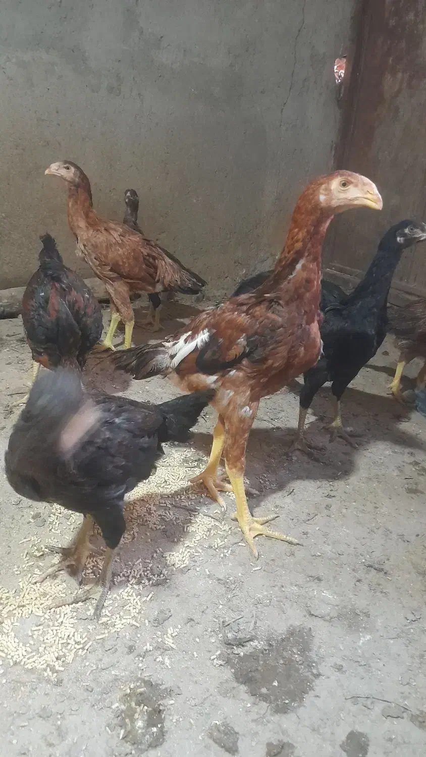 جوجه لاری و محلی بزرگ و کوچیک|حیوانات مزرعه|بناب, |دیوار