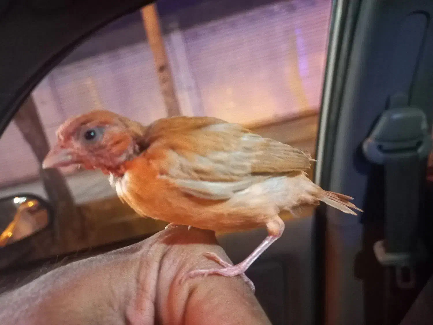 جوجه قناری|پرنده|کرمان, |دیوار