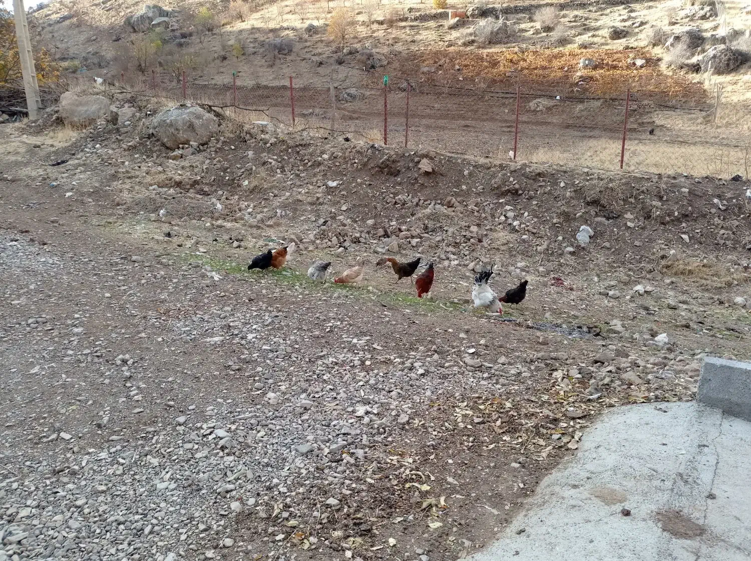 مرغ تخم گذار وخروس|حیوانات مزرعه|زمکان, |دیوار