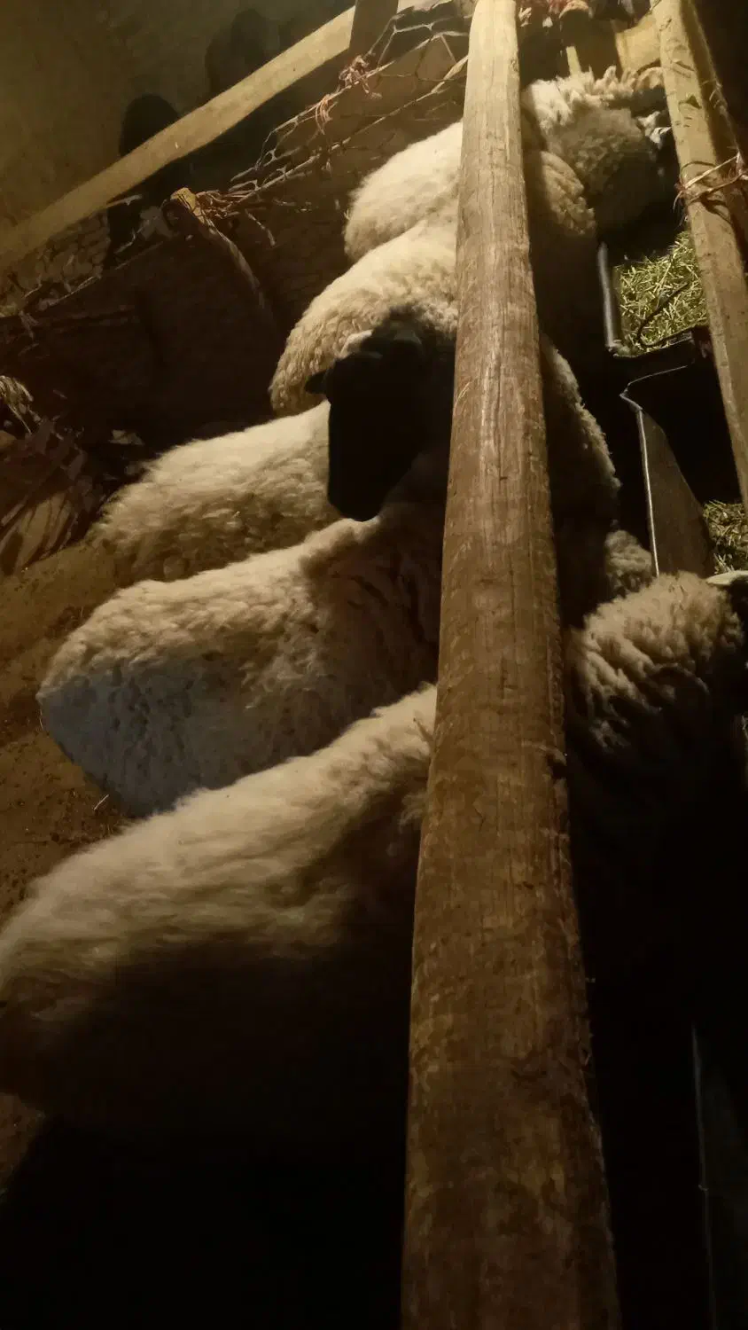 تعدادی رومانوف وبره نر گوشتی  به فروش می‌رسد|حیوانات مزرعه|تبریز, |دیوار