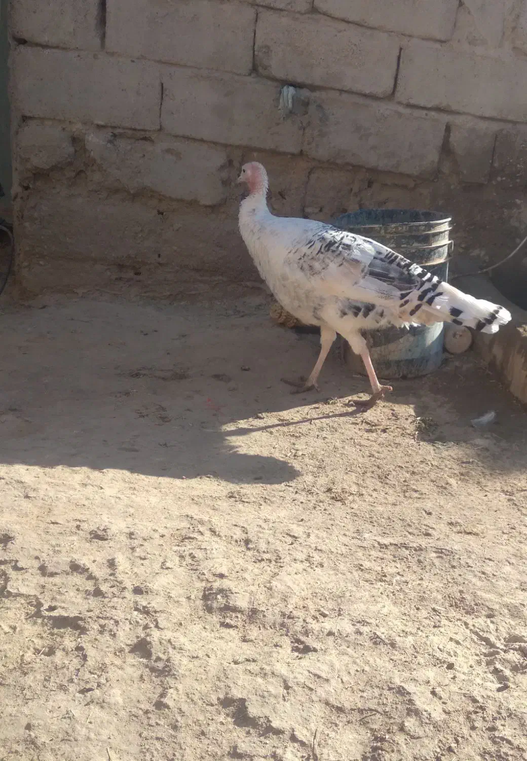 بقلمون ماده|حیوانات مزرعه|هیرمند, |دیوار