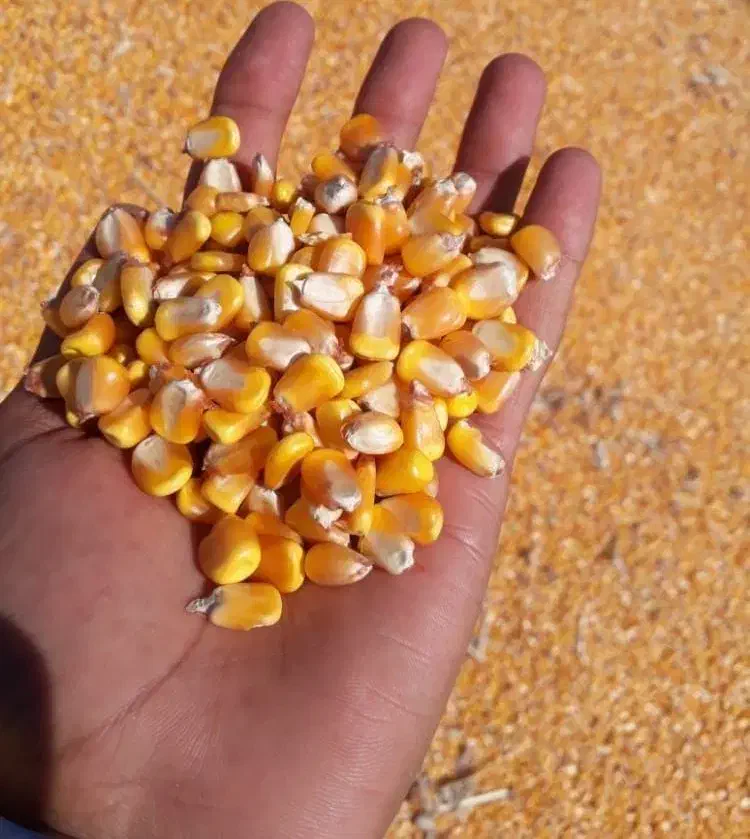 ذرت برزیلی|خدمات باغبانی و درختکاری|زاغه, |دیوار