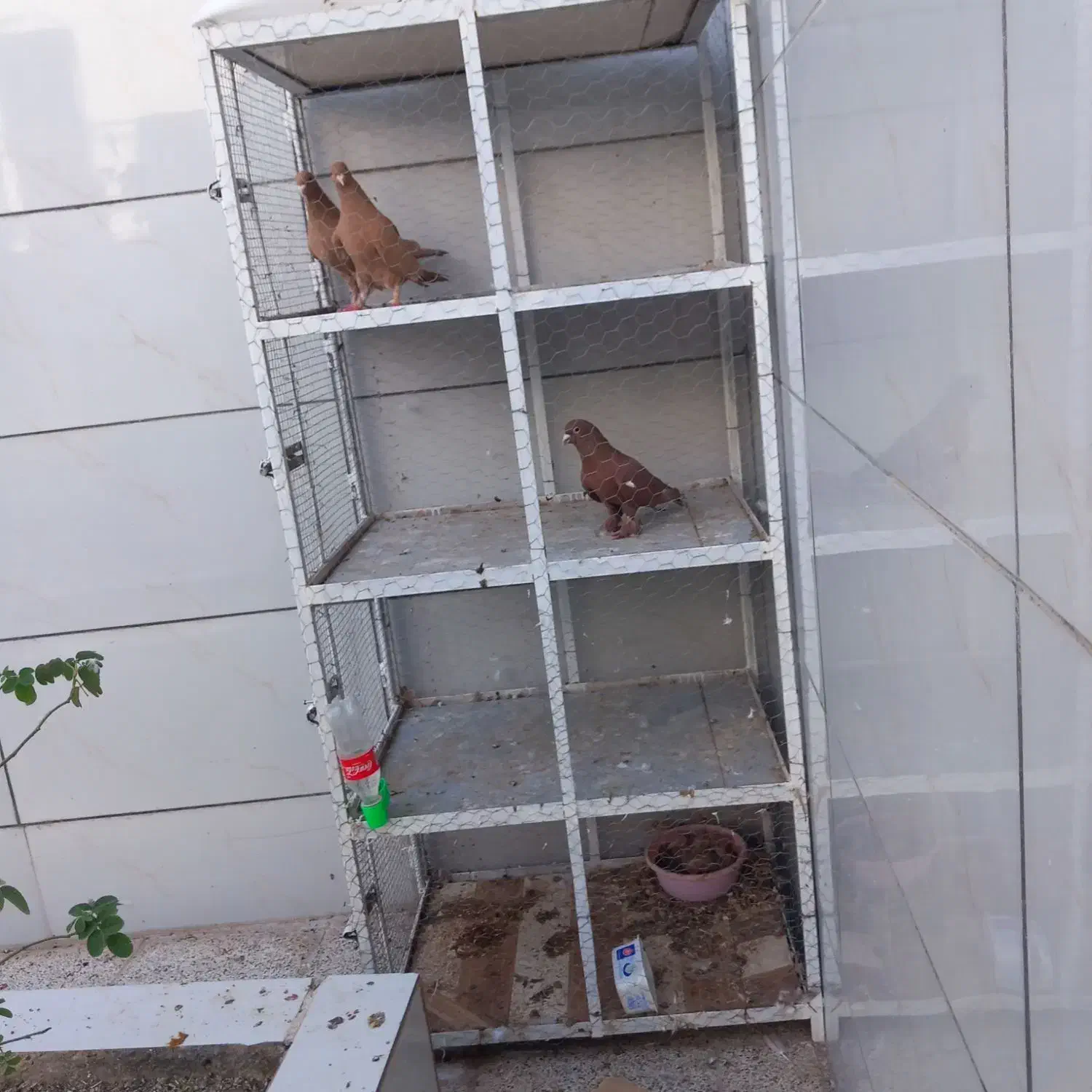 سرخ کرمونی|پرنده|کاشمر, |دیوار