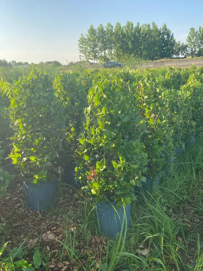 ۵۰۰عددیاس نیم زباله|گل و گیاه طبیعی|لنگرود, |دیوار