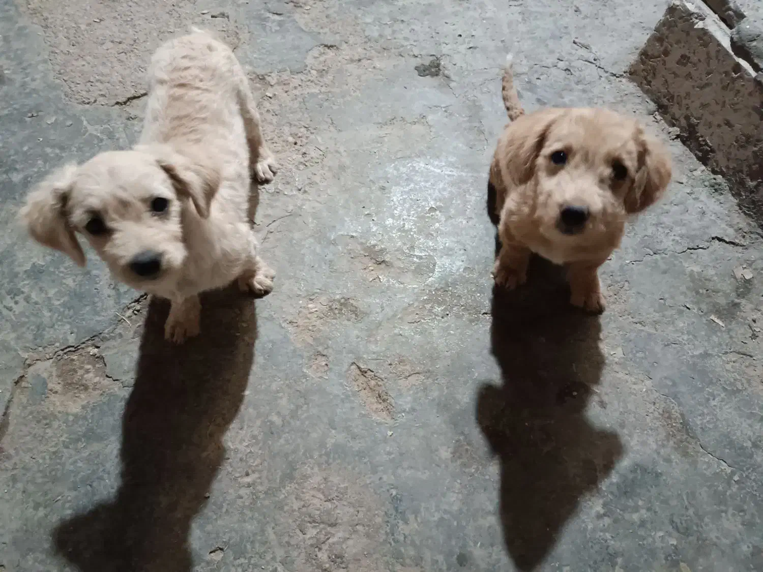 سگهای شیتزو توله ۵ماه|سگ|کلاله, |دیوار