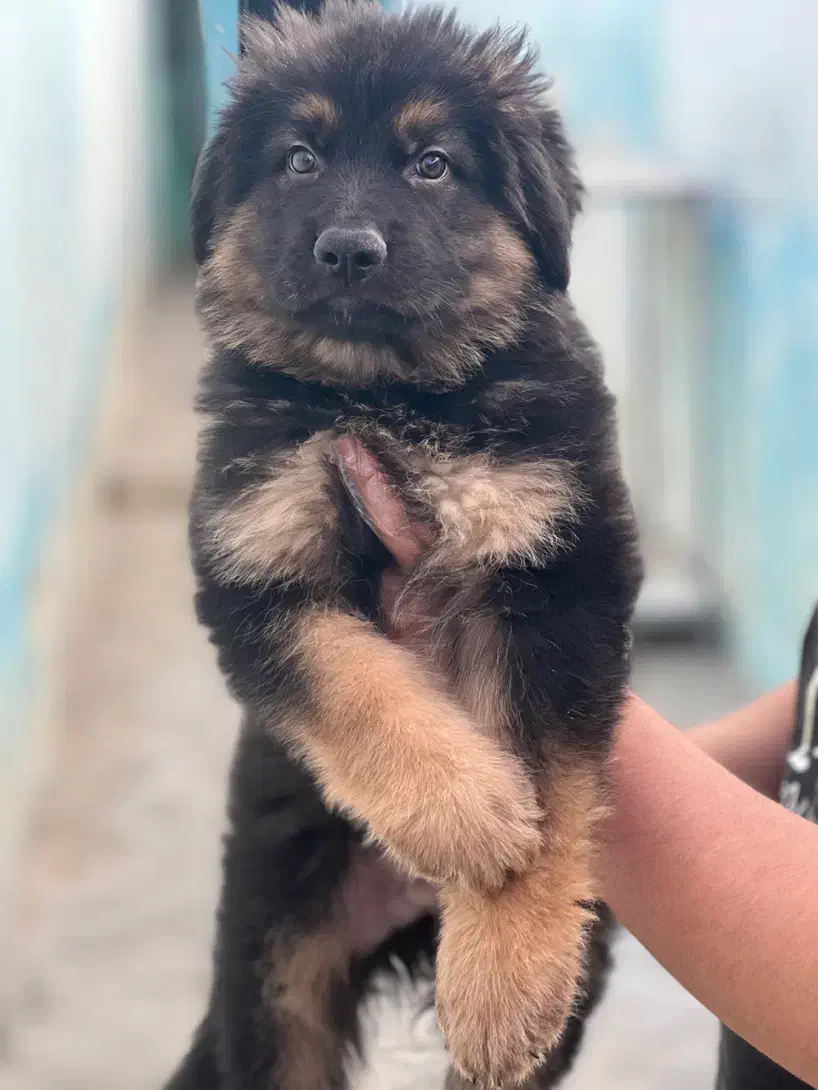 سگ ژرمن شپرد شولاین موبلند حرفه ای|سگ|تهران, باغ فیض|دیوار