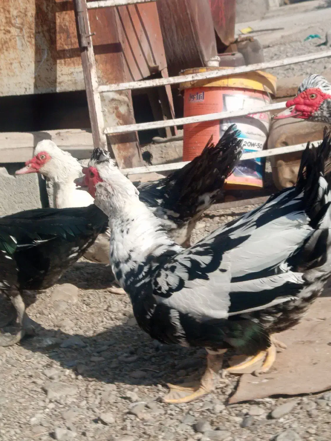 اردک نر اسرایلی با غاز|حیوانات مزرعه|لاجان, |دیوار