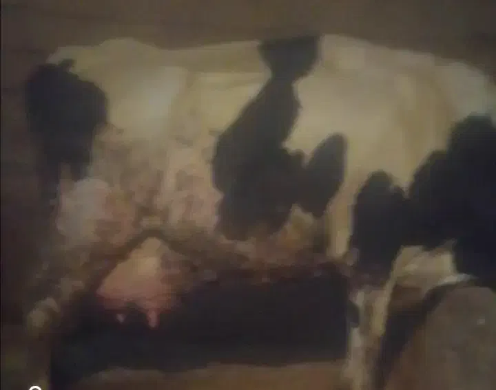 گاو|حیوانات مزرعه|فارسان, |دیوار