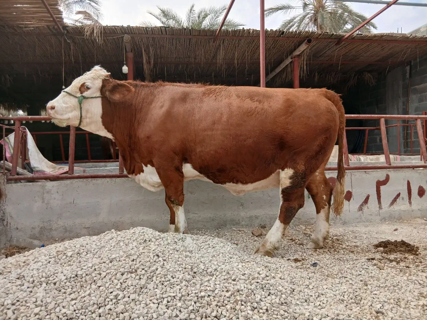 فروش گاو|حیوانات مزرعه|ریز, |دیوار