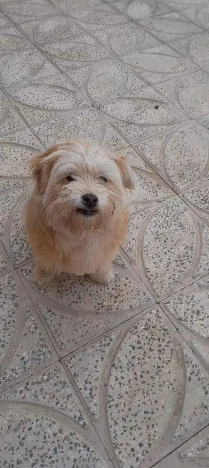 سگ .|سگ|معصومیه, |دیوار