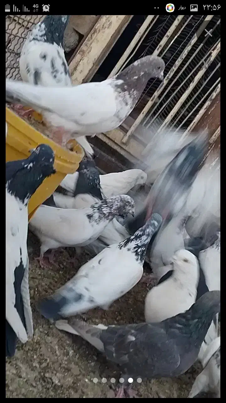 کبوتر پرشی|پرنده|شهر بابک, |دیوار