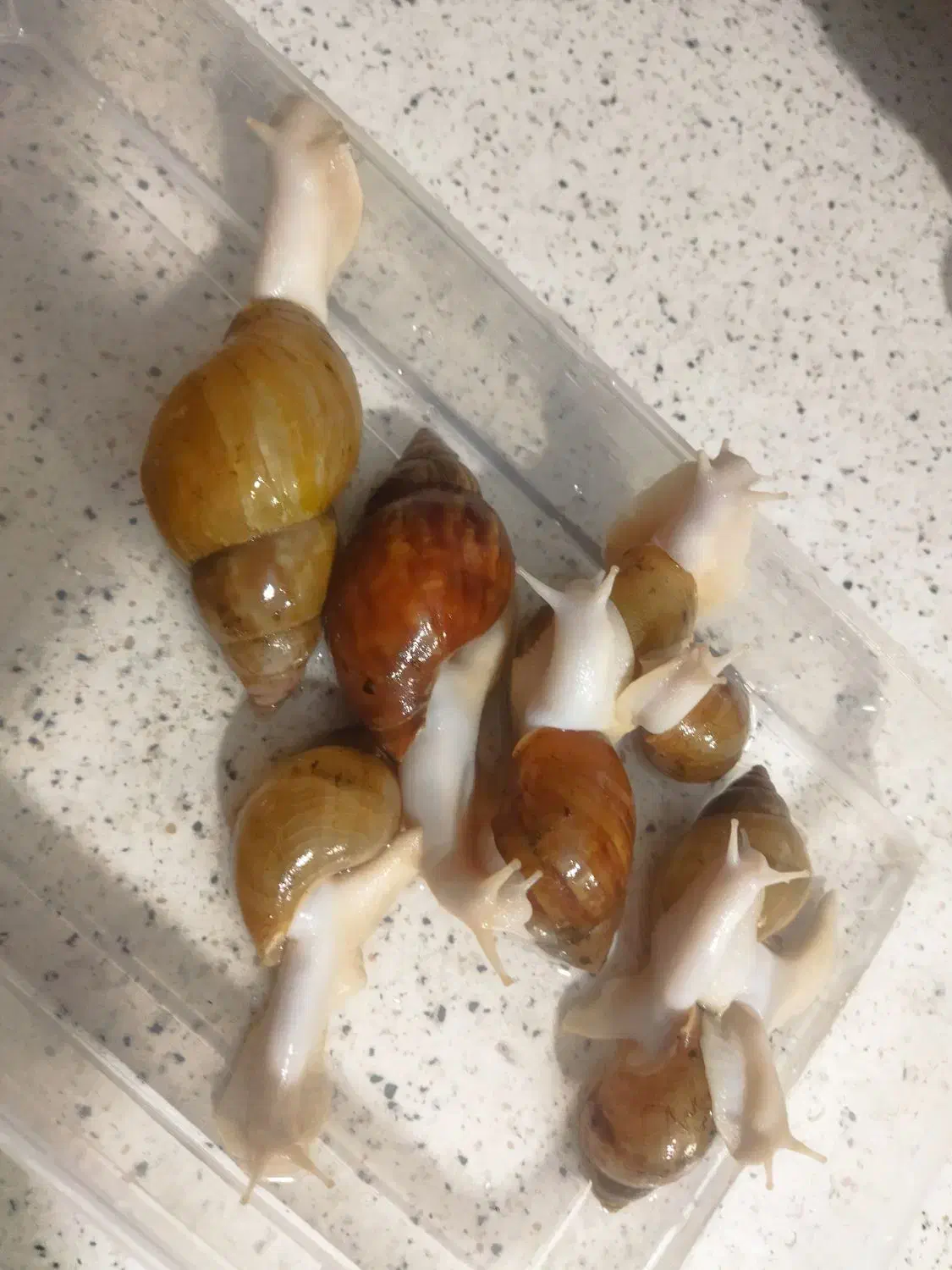 حلزون کلاژن ساز آلبینو و جیدتایگر|خزنده|کرج, گوهردشت|دیوار