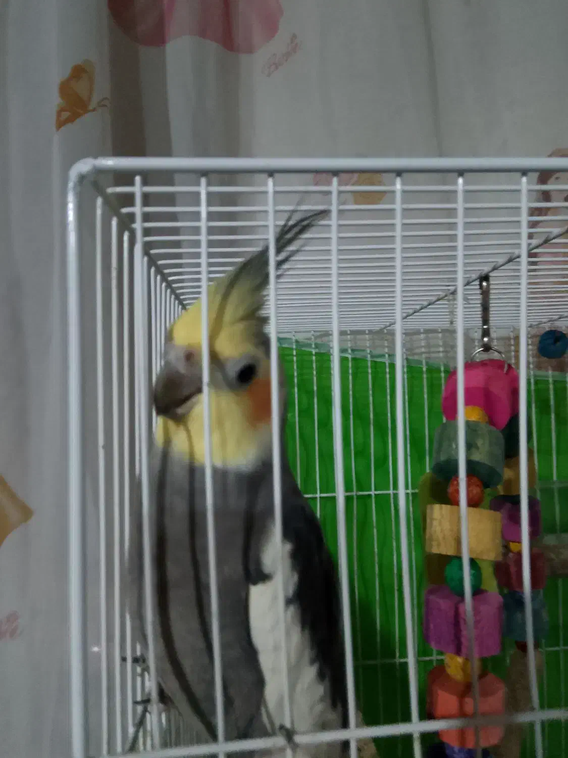 یک عروس هلندی سیامون|پرنده|مشهد, شهرک شهید باهنر|دیوار